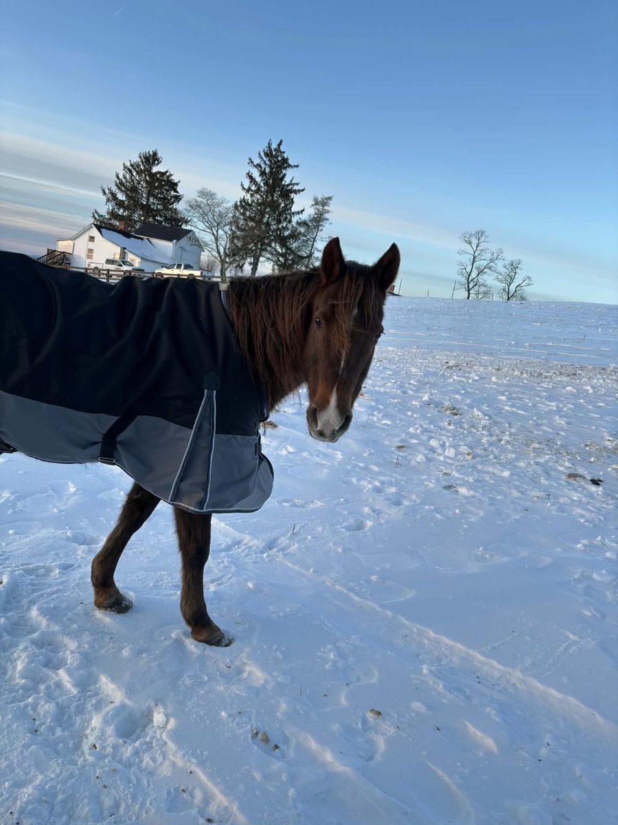 LUNA, 16yo mare, 14.3hh