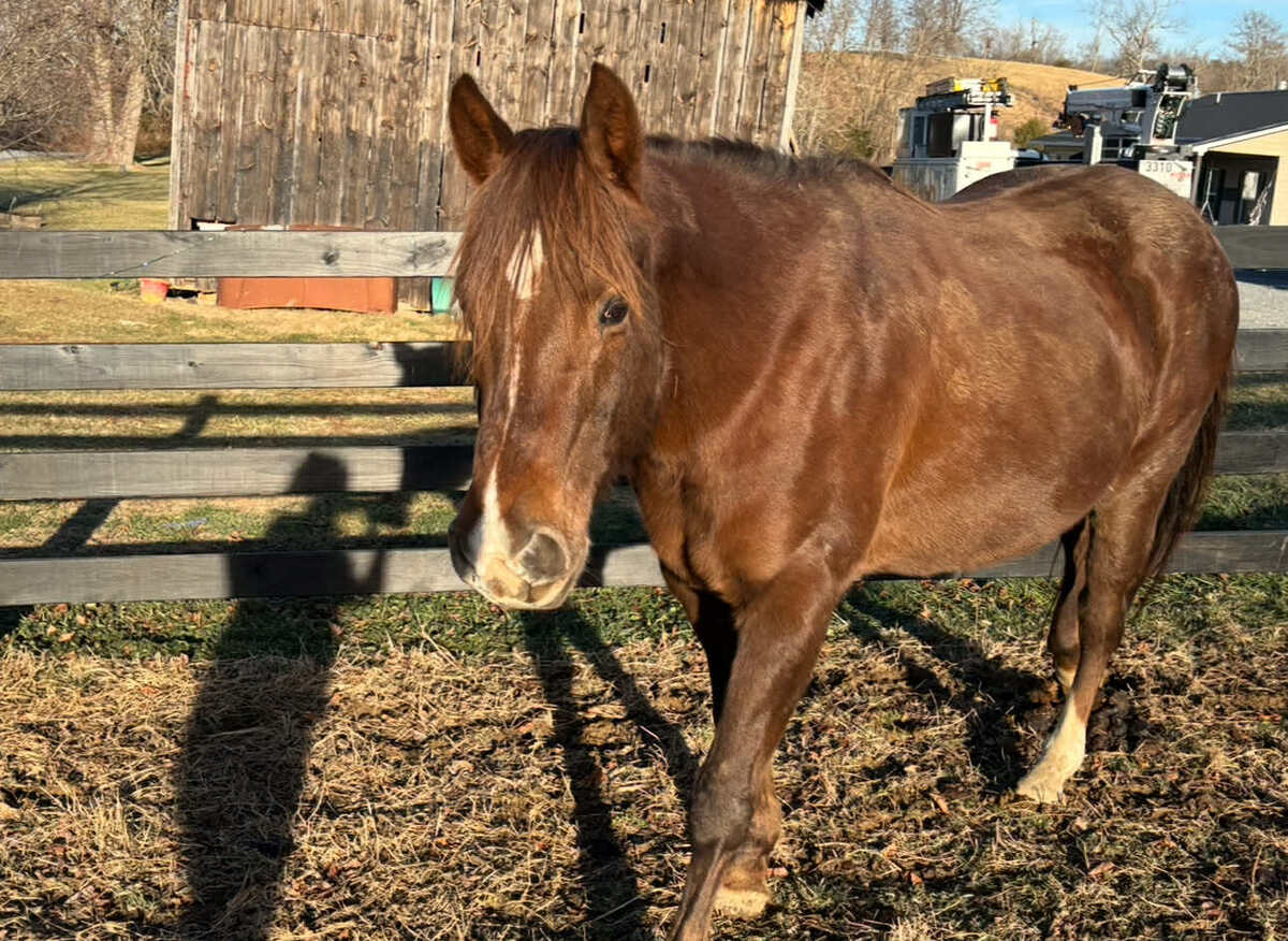 LUNA, 16yo mare, 14.3hh