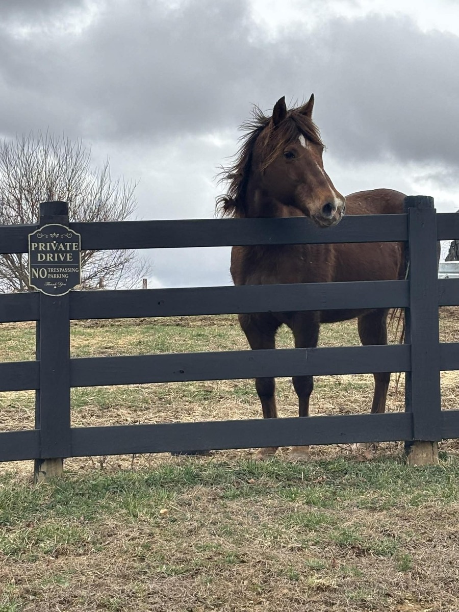LUNA, 16yo mare, 14.3hh