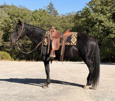 Wispser's Legacy (Blue), 9yo Rocky Mountain Horse mare, 15.0hh