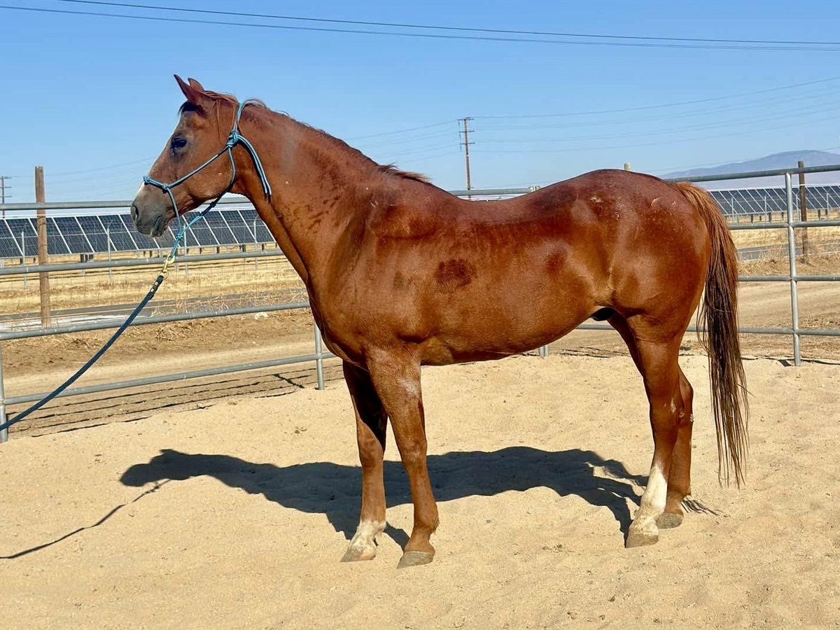 Peanut, 10yo American Quarter Horse/Draft gelding, 16.0hh