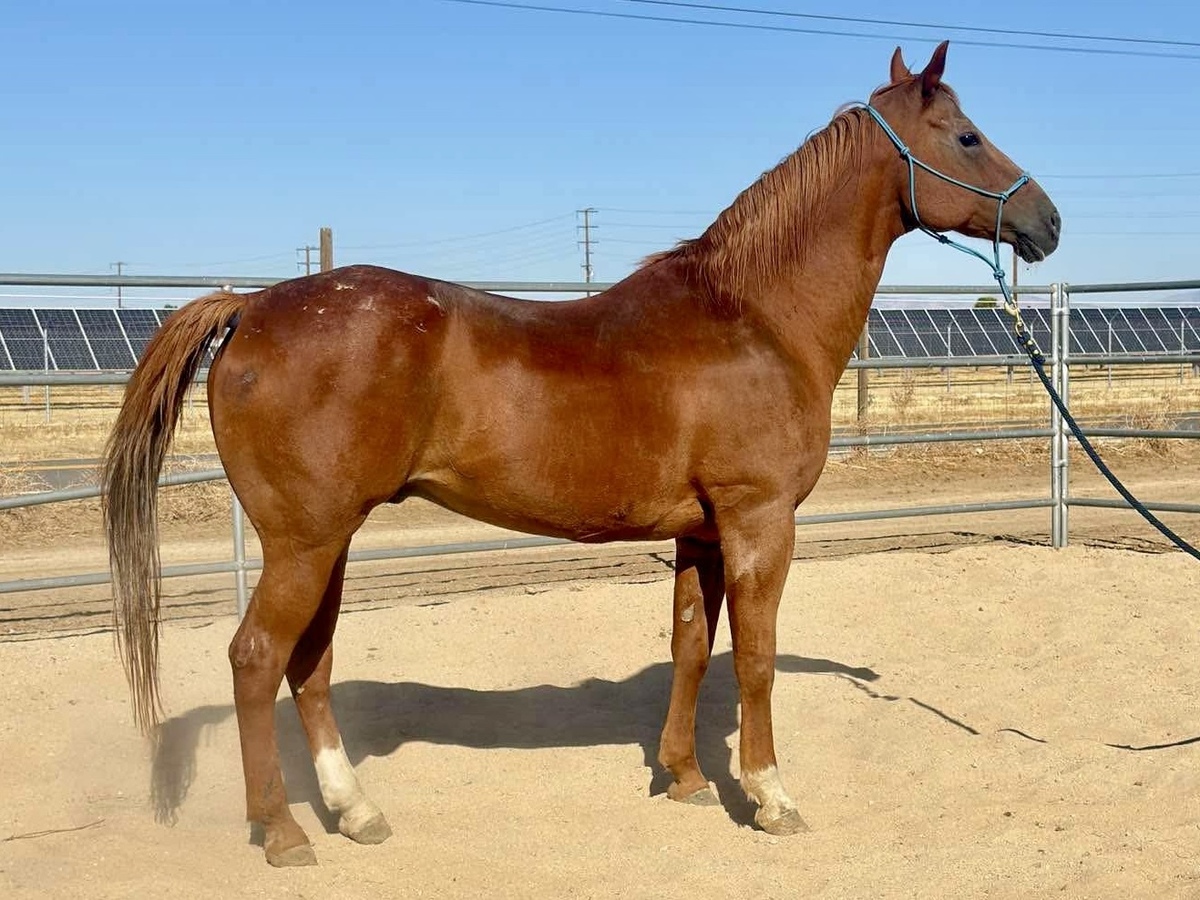 Peanut, 10yo American Quarter Horse/Draft gelding, 16.0hh