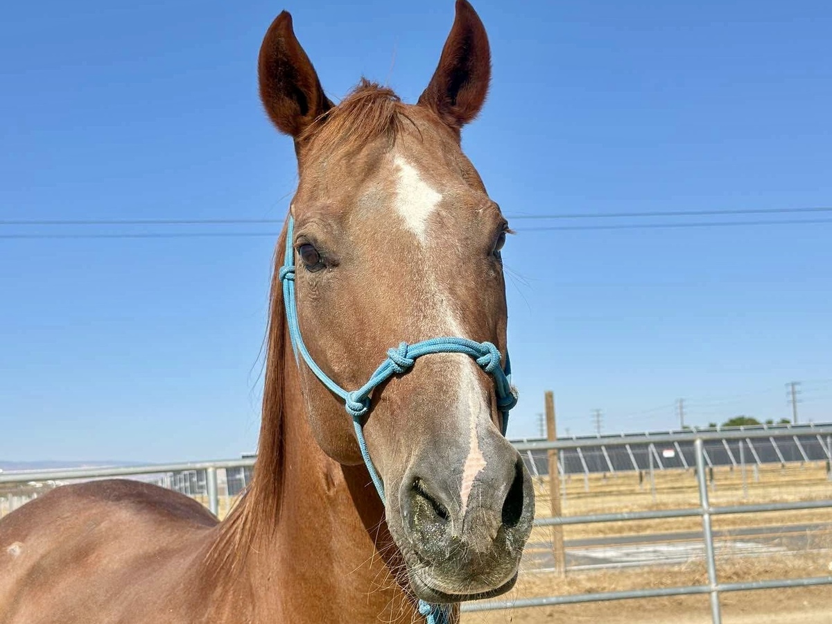 Peanut, 10yo American Quarter Horse/Draft gelding, 16.0hh