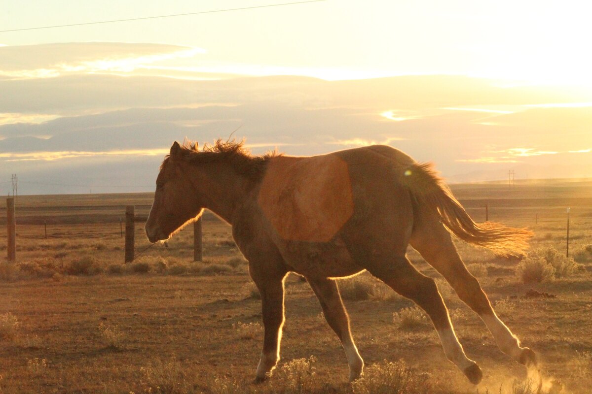 Saige, 2yo American Quarter Horse filly, 14.0hh