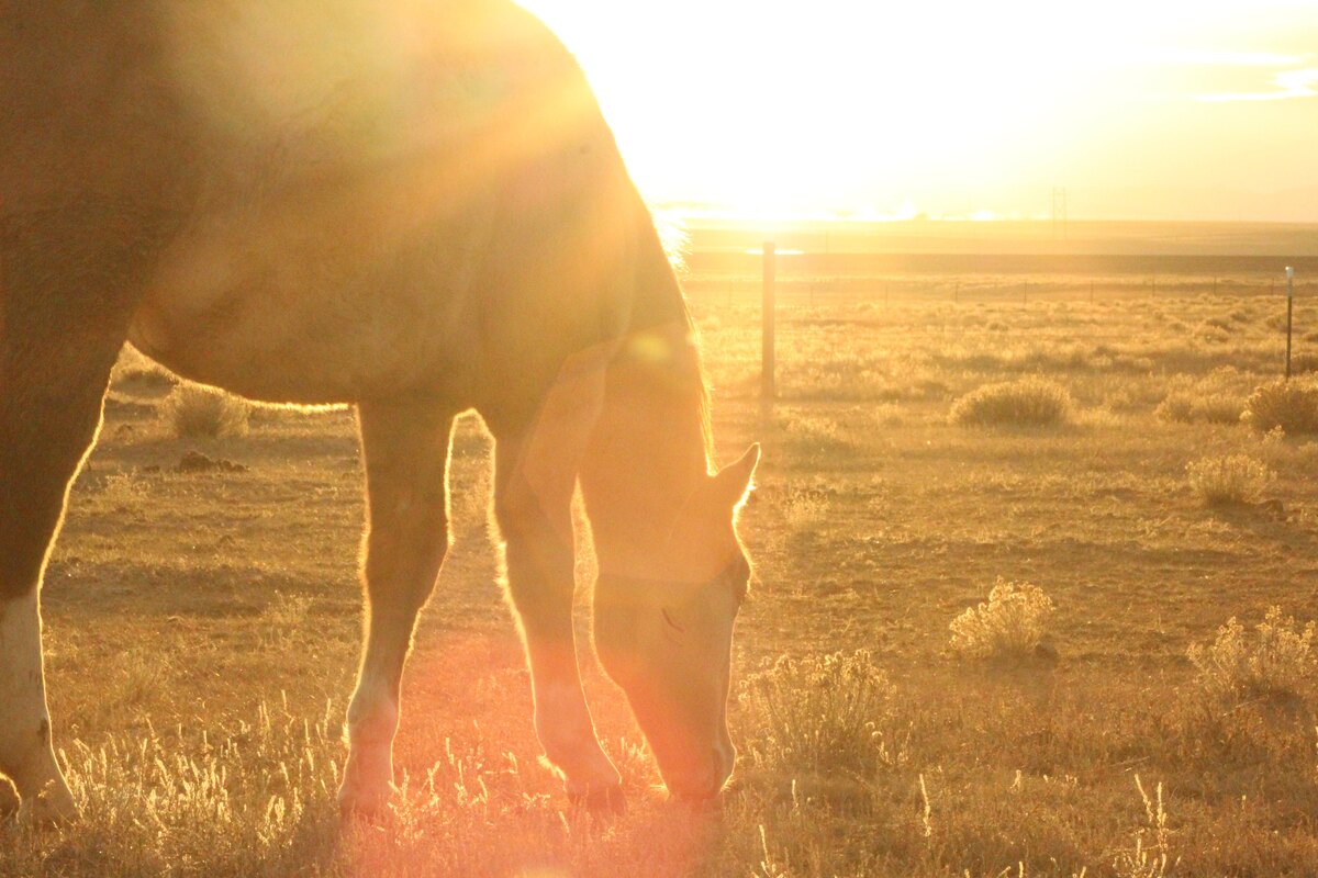Saige, 2yo American Quarter Horse filly, 14.0hh