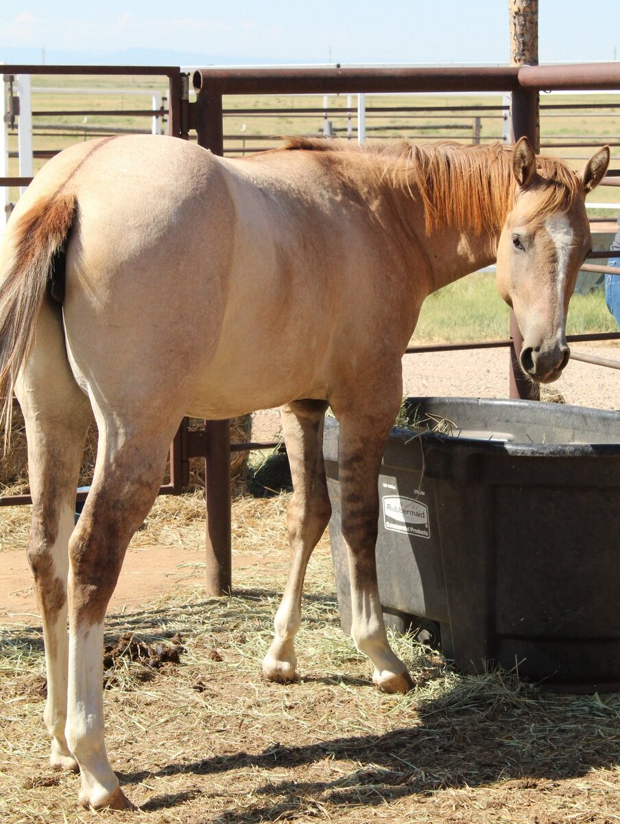 Saige, 2yo American Quarter Horse filly, 14.0hh