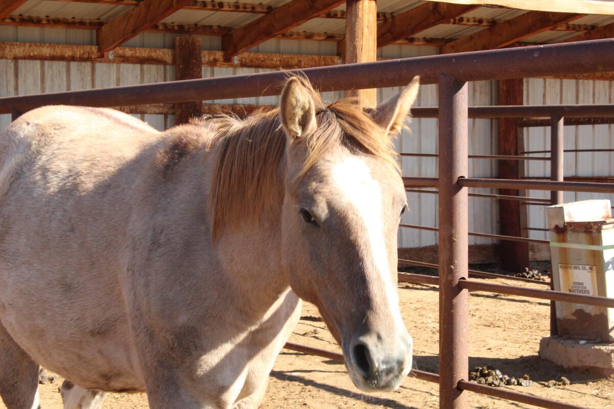 Saige, 2yo American Quarter Horse filly, 14.0hh