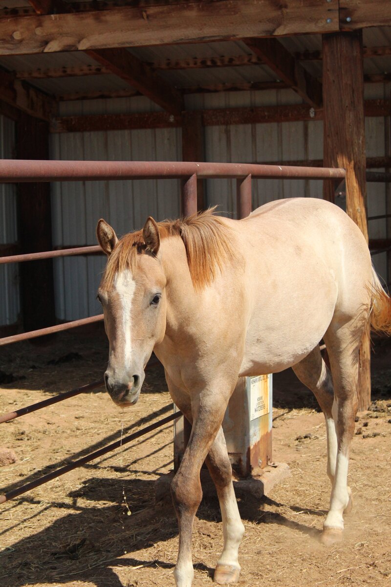 Saige, 2yo American Quarter Horse filly, 14.0hh