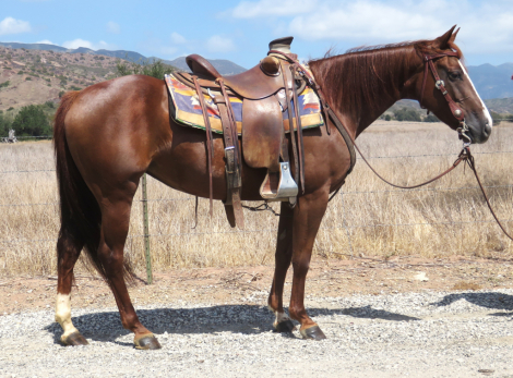 DOT ME REY +++VIDEO+++ (DOT), 8yo AQHA Quarter Horse mare, 14.1hh