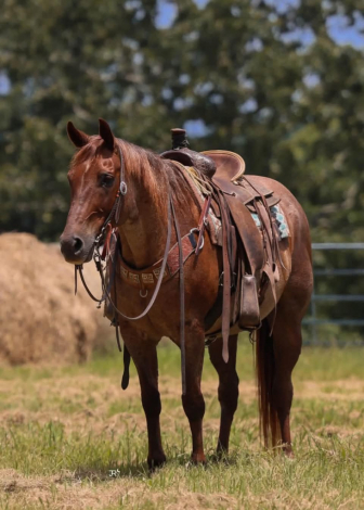 SCR PEPTOES CITYKID (KID), 16yo AQHA Quarter Horse gelding, 15.2hh