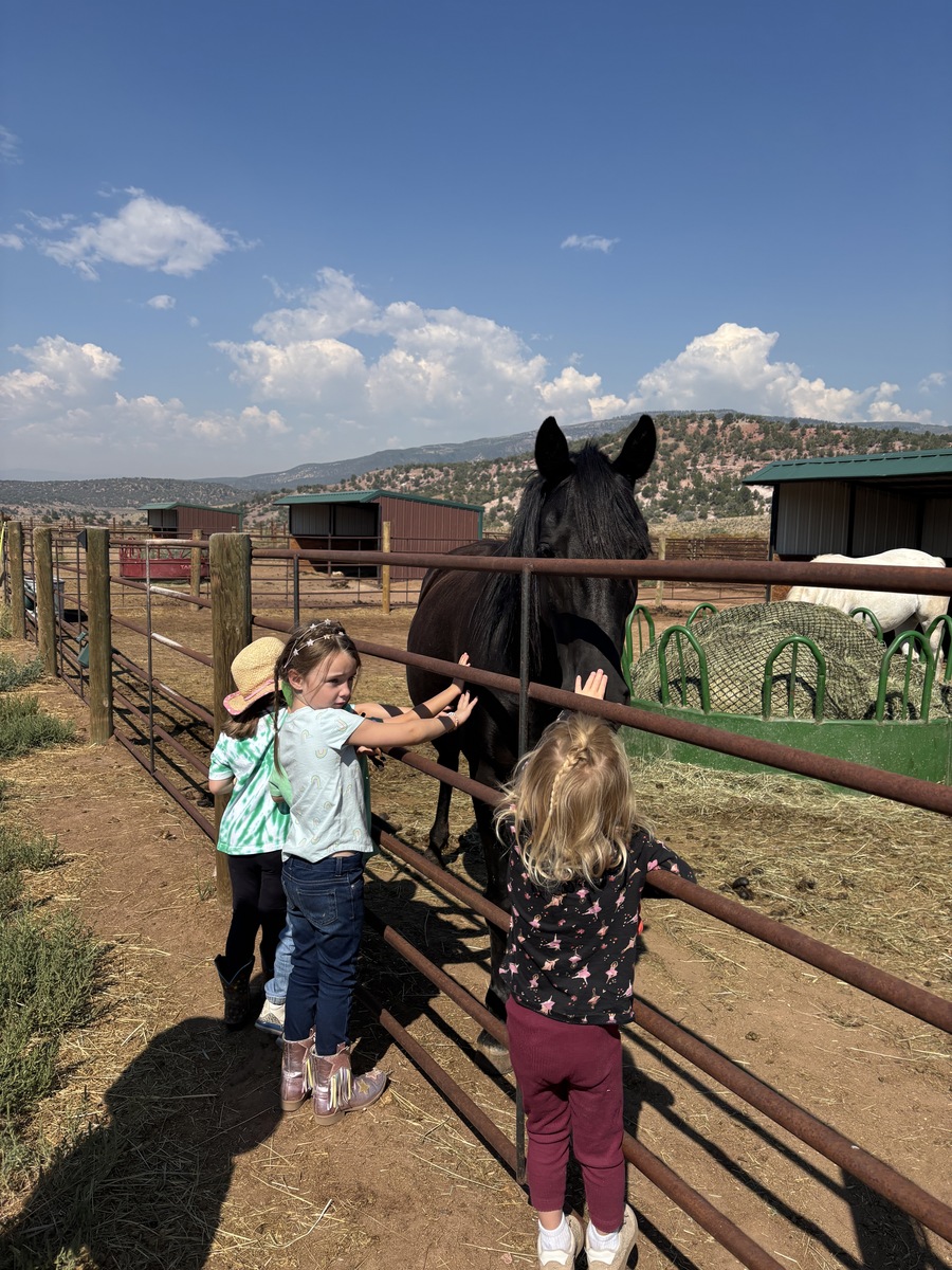 Buggs, 8yo Tennessee Walking Horse mare, 14.3hh