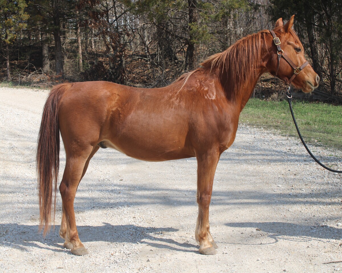 Gambit, 8yo Arabian gelding, 14.3hh