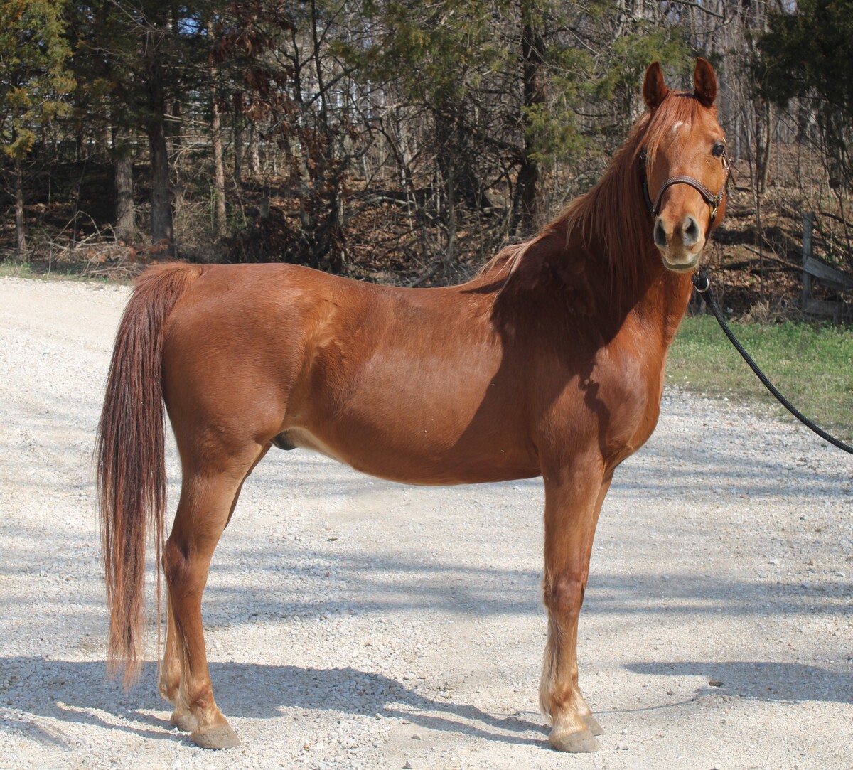 Gambit, 8yo Arabian gelding, 14.3hh