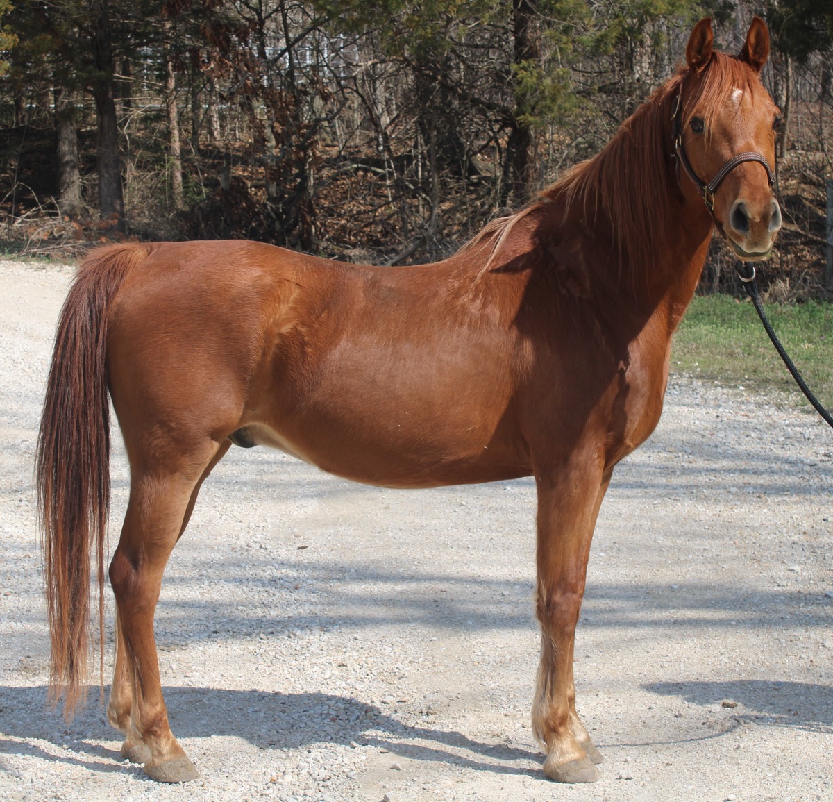 Gambit, 8yo Arabian gelding, 14.3hh