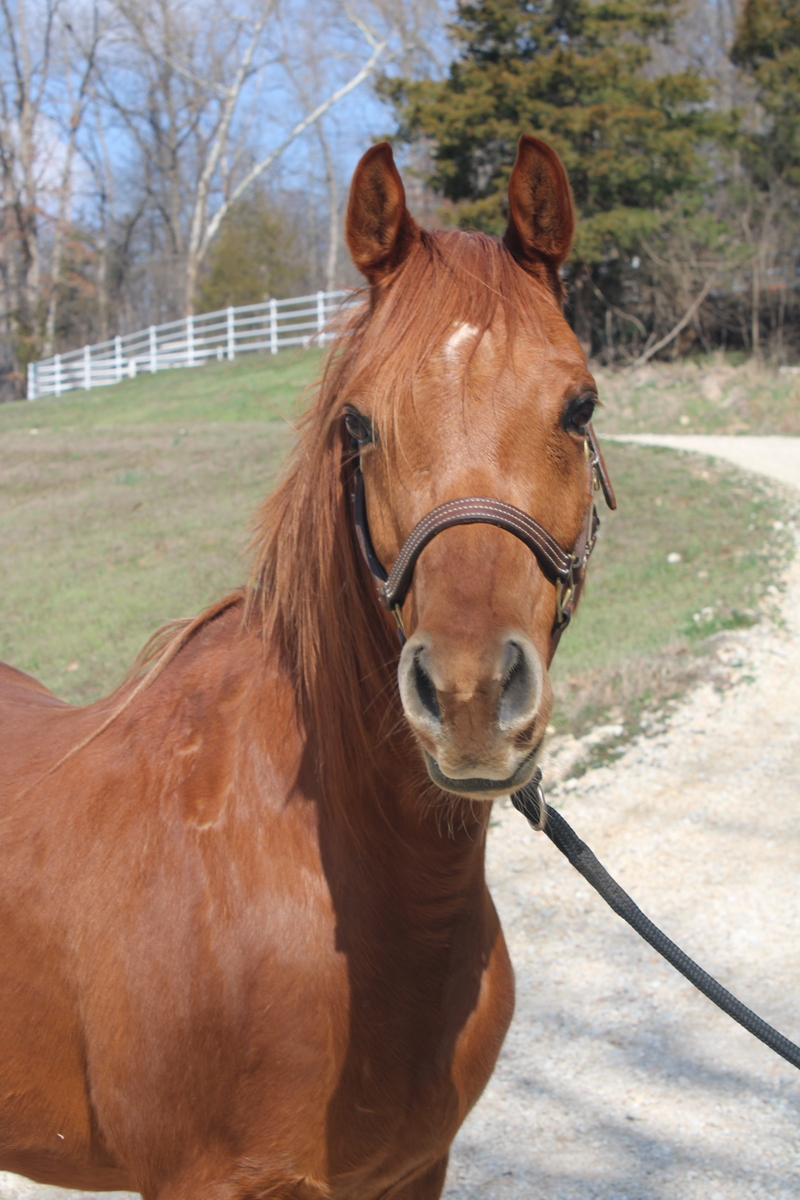 Gambit, 8yo Arabian gelding, 14.3hh