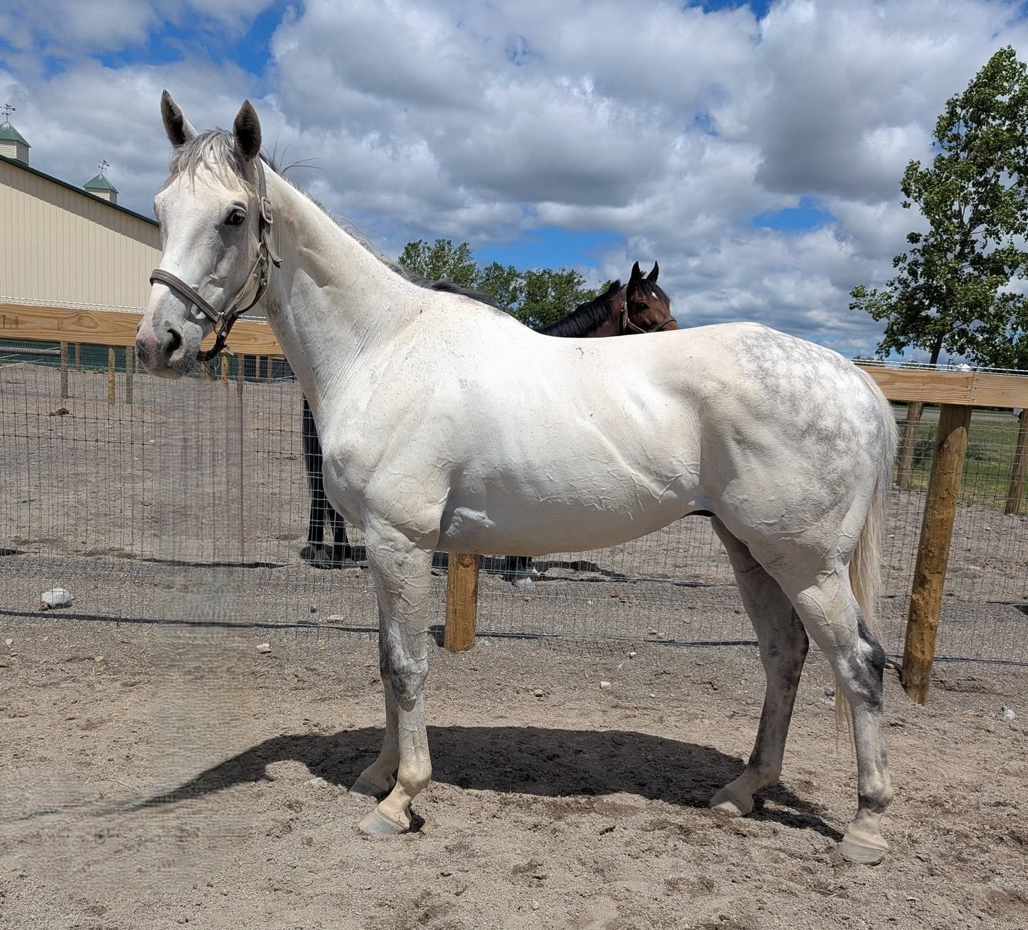 Count Frost, 8yo Thoroughbred gelding, 16.3hh