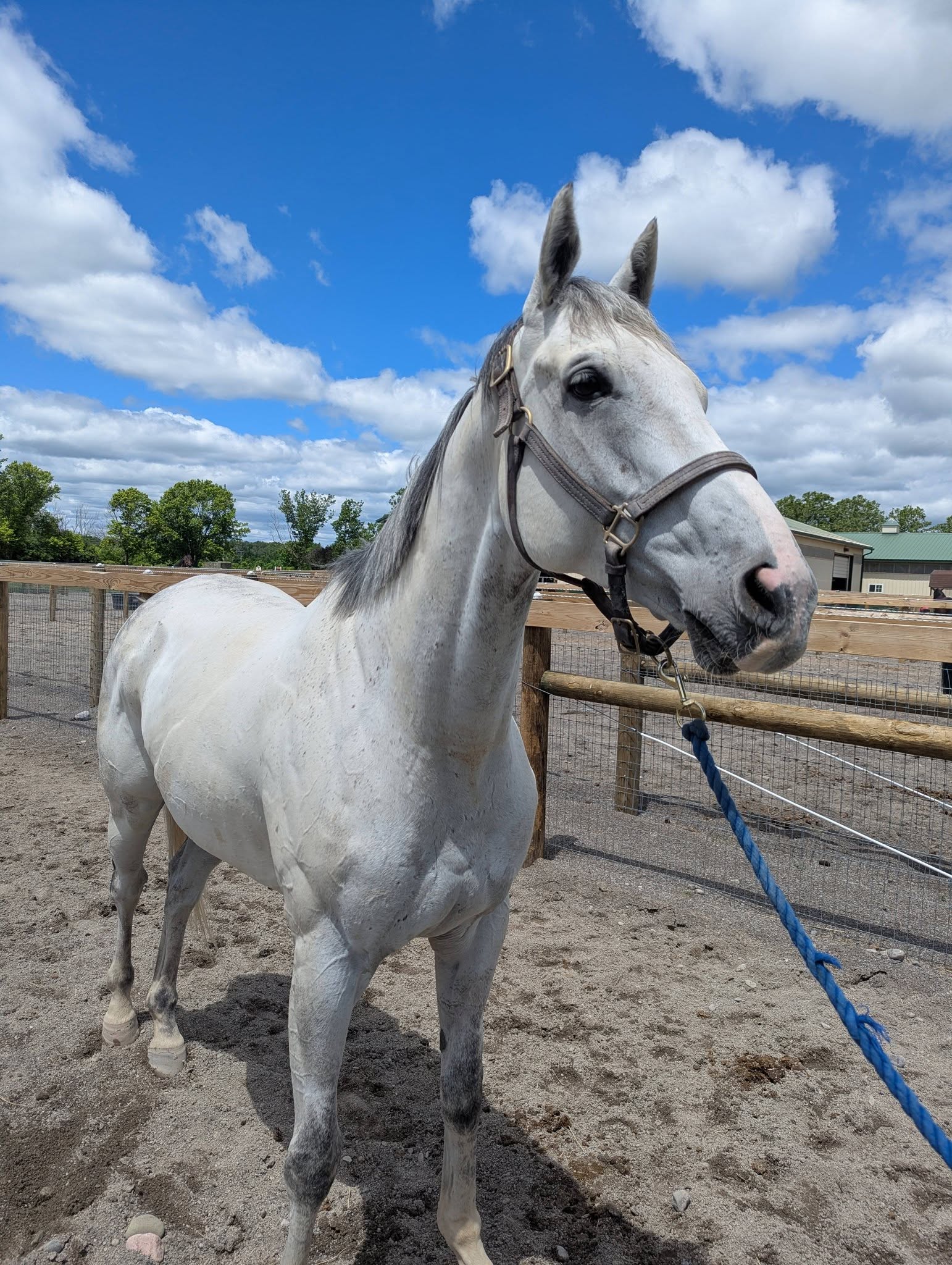 Count Frost, 8yo Thoroughbred gelding, 16.3hh