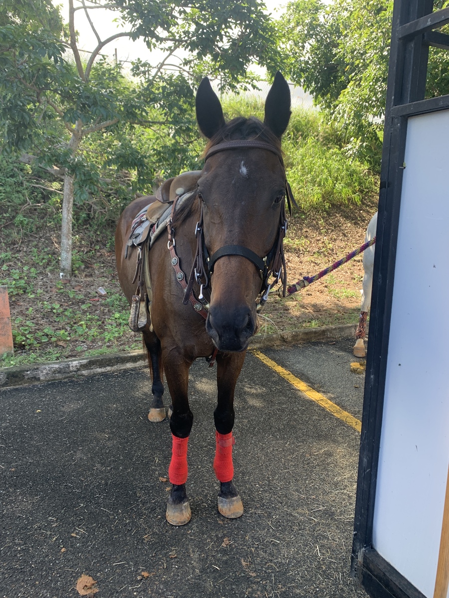Mia Sophia (Available in Puerto Rico only), 15yo Thoroughbred mare, 15.3hh