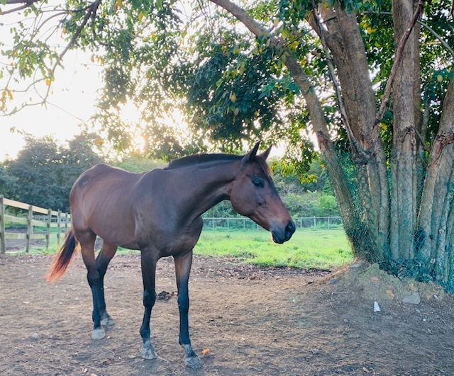 Mia Sophia (Available in Puerto Rico only), 15yo Thoroughbred mare, 15.3hh