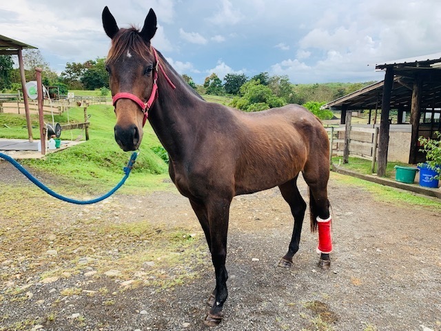 Mia Sophia (Available in Puerto Rico only), 15yo Thoroughbred mare, 15.3hh