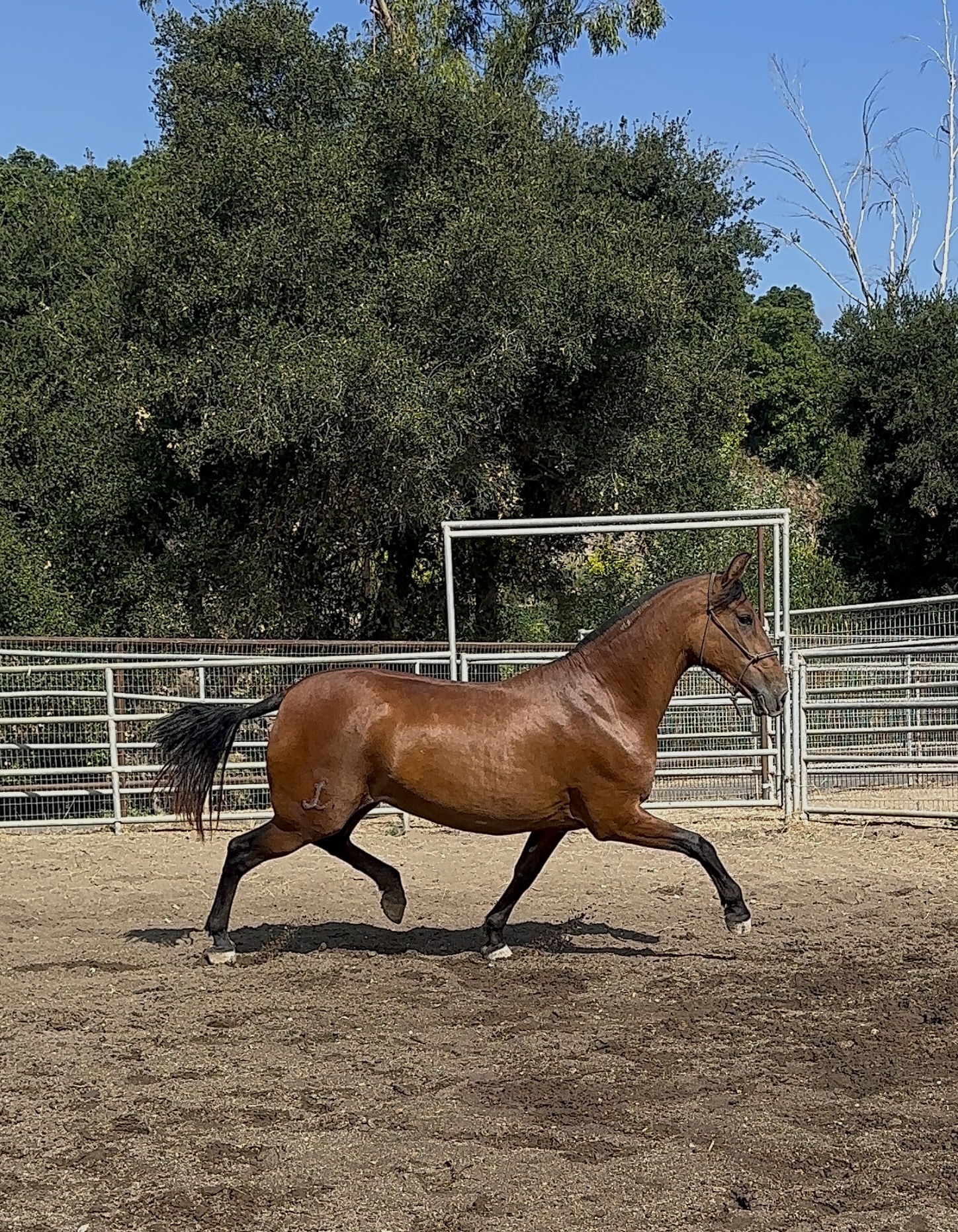 Diva, 9yo Andalusian mare, Height at withers: 1.65hh