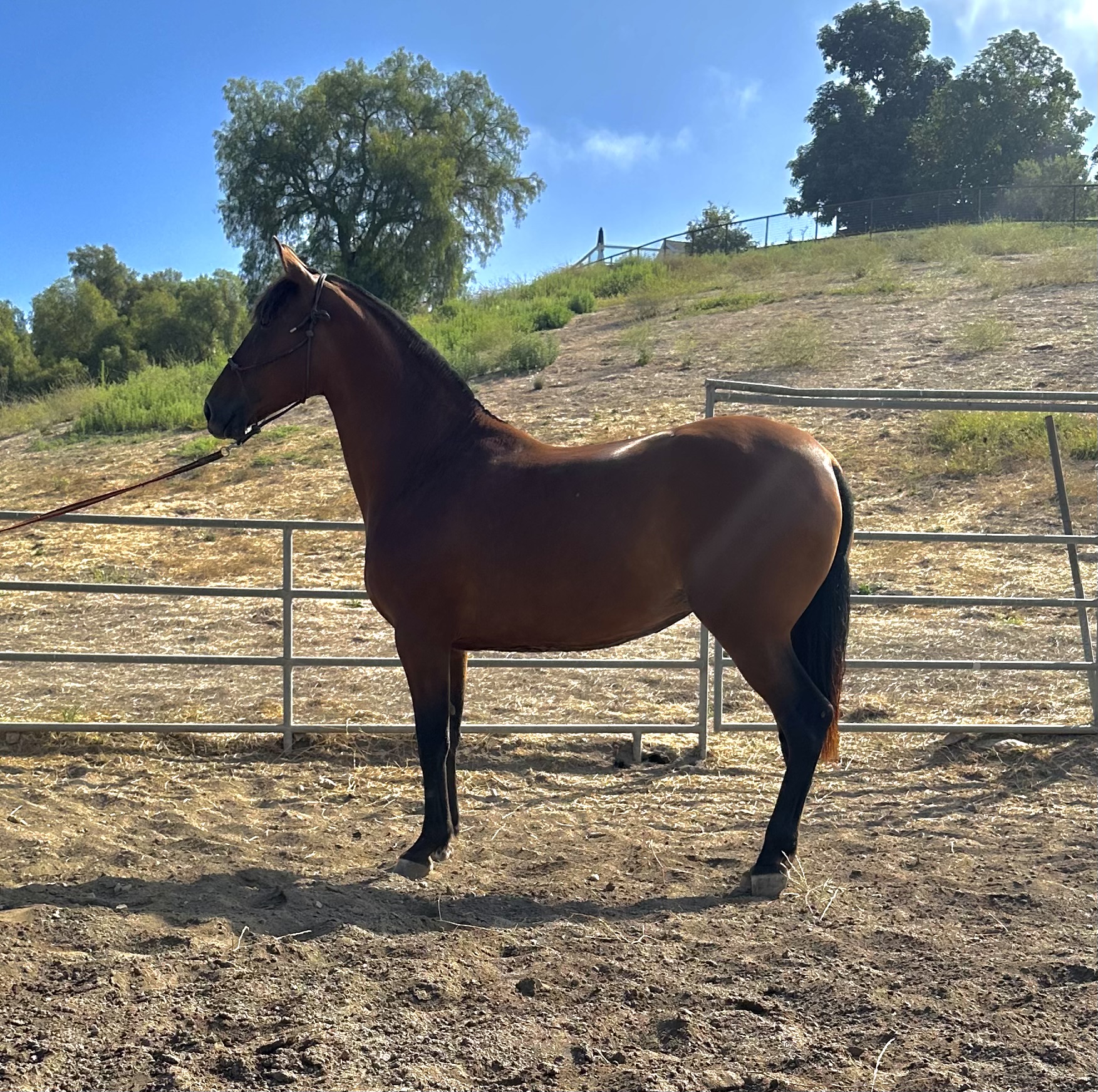 Diva, 9yo Andalusian mare, Height at withers: 1.65hh