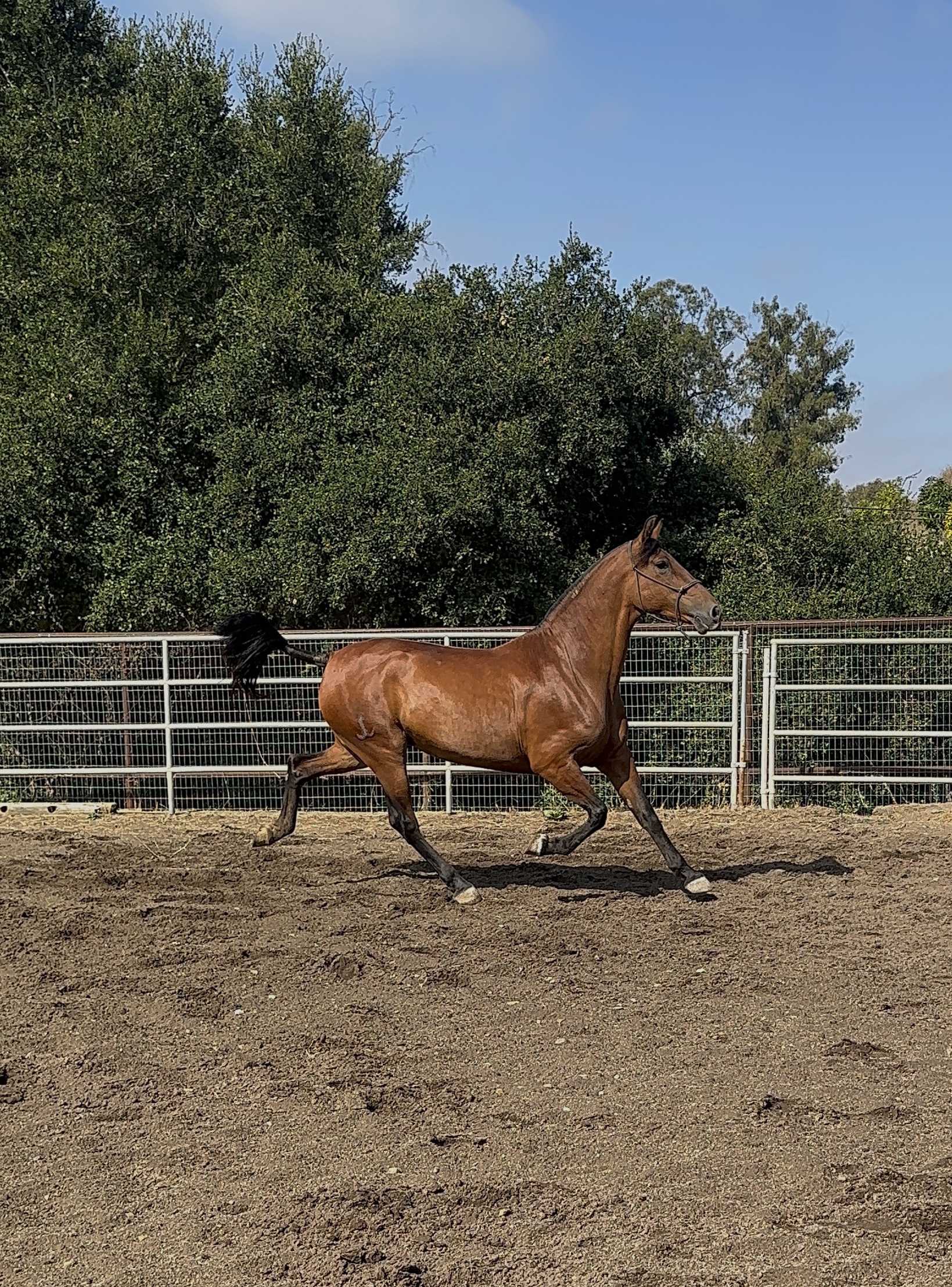 Diva, 9yo Andalusian mare, Height at withers: 1.65hh