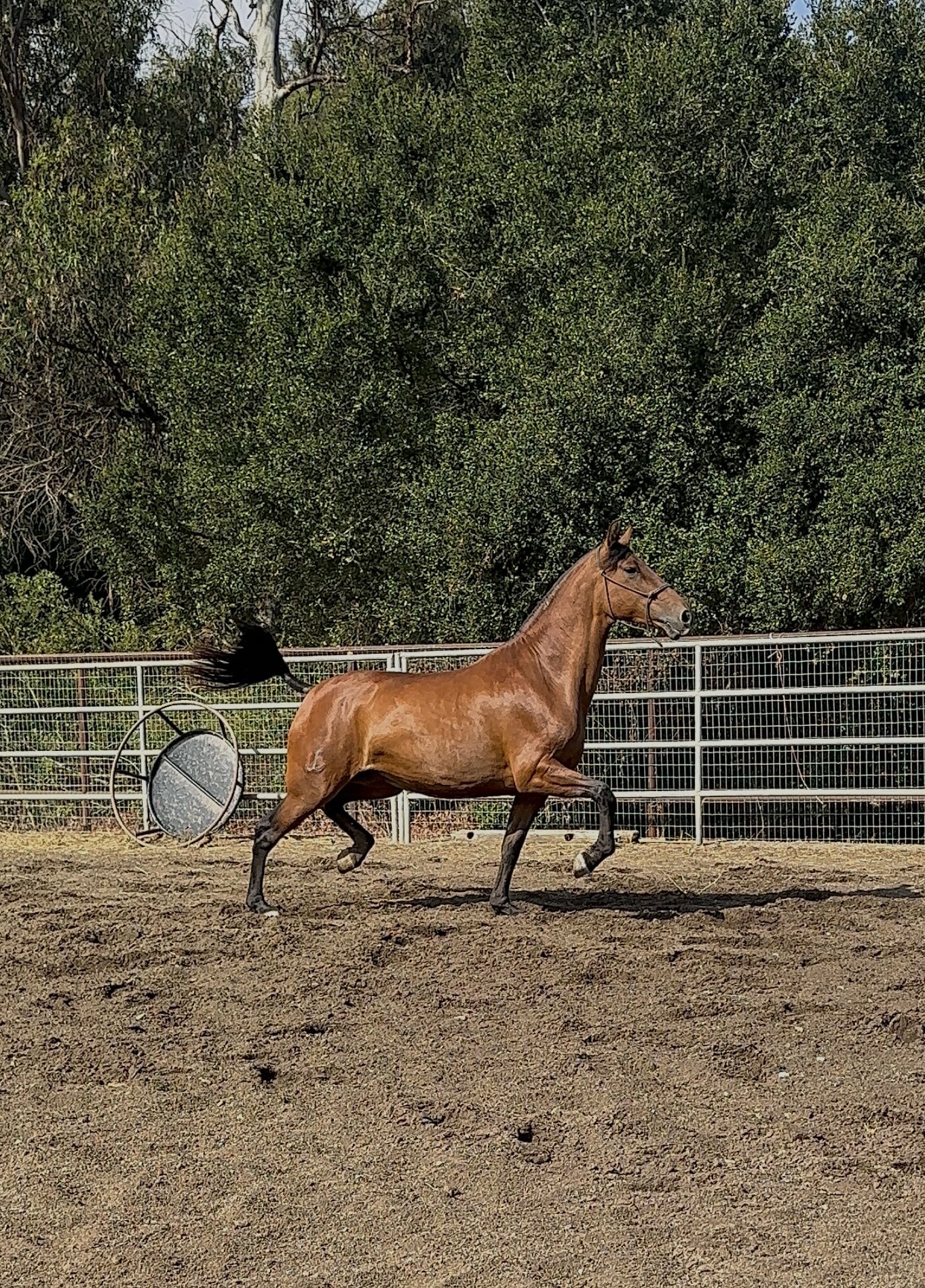 Diva, 9yo Andalusian mare, Height at withers: 1.65hh