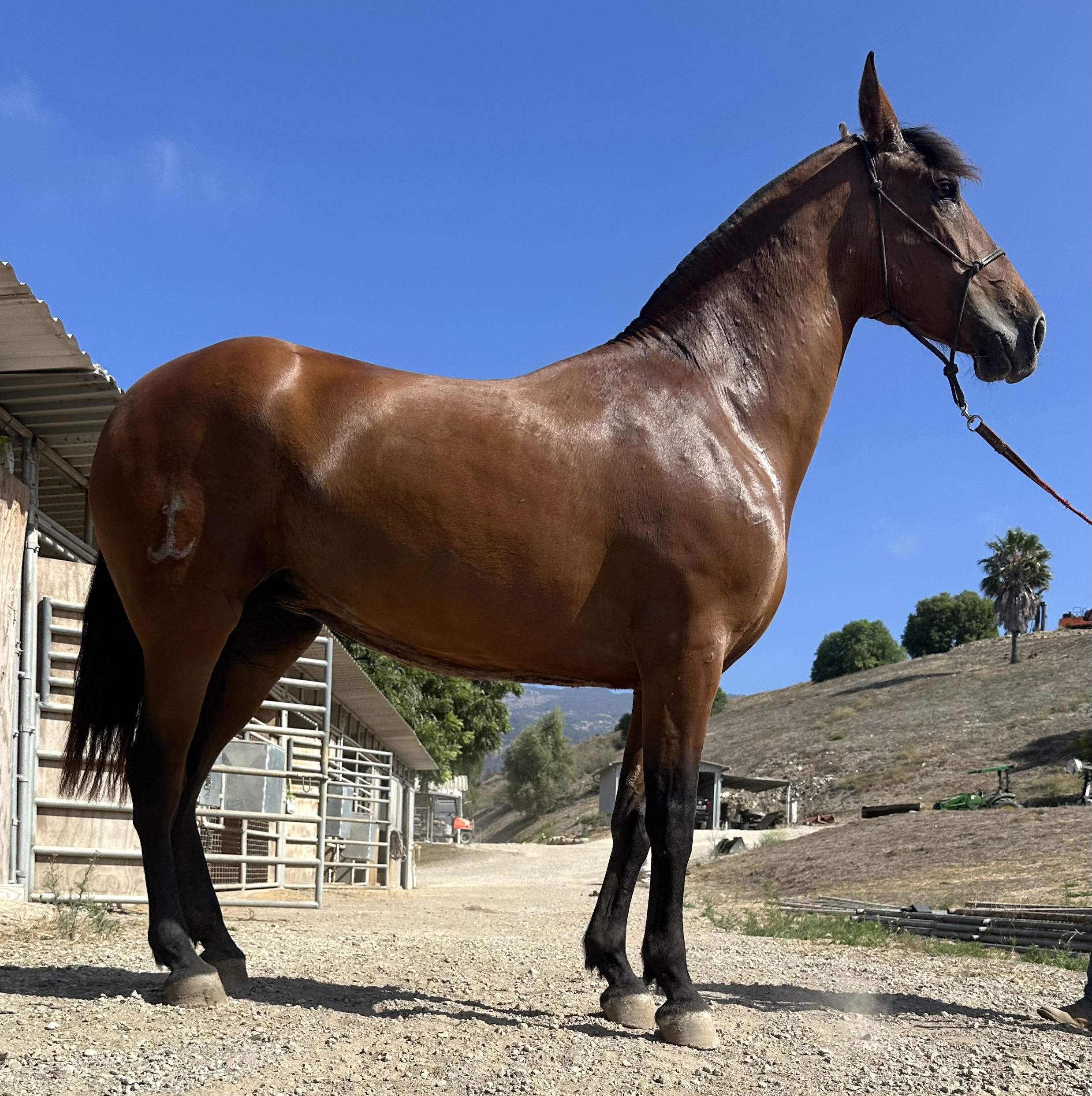 Diva, 9yo Andalusian mare, Height at withers: 1.65hh