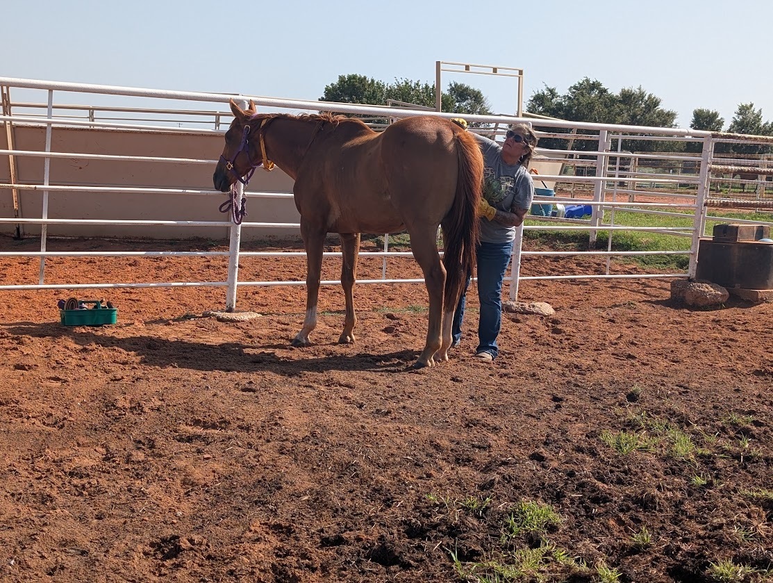 Wealth Management, 4yo Thoroughbred gelding, 16.2hh
