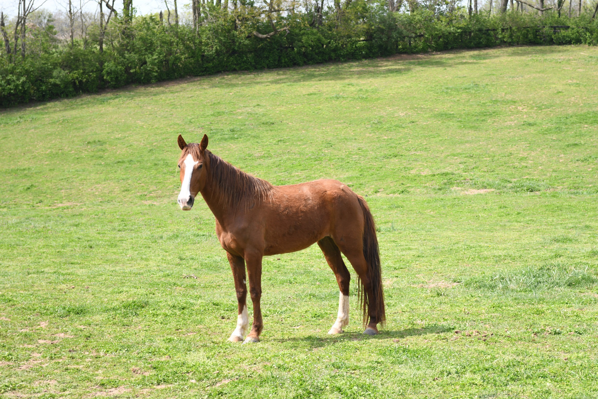 Flora, 4yo filly, 15.0hh