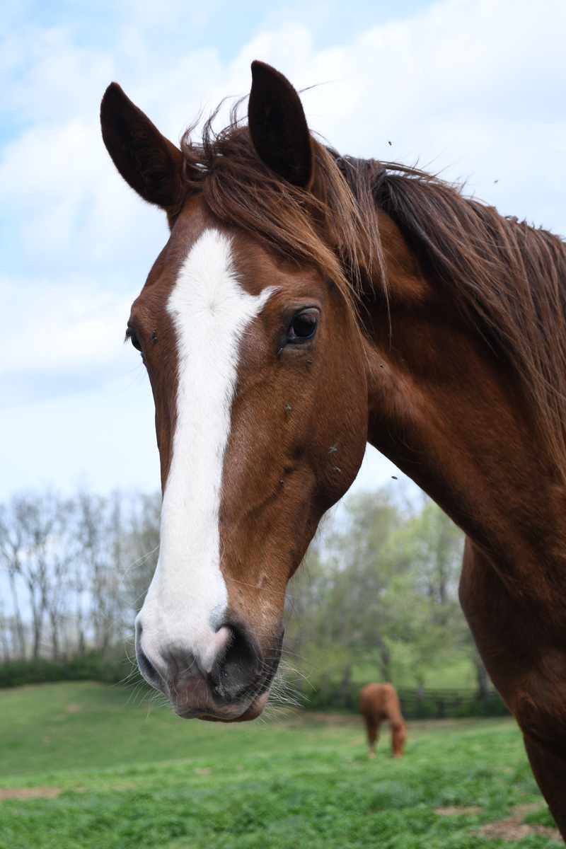 Flora, 4yo filly, 15.0hh