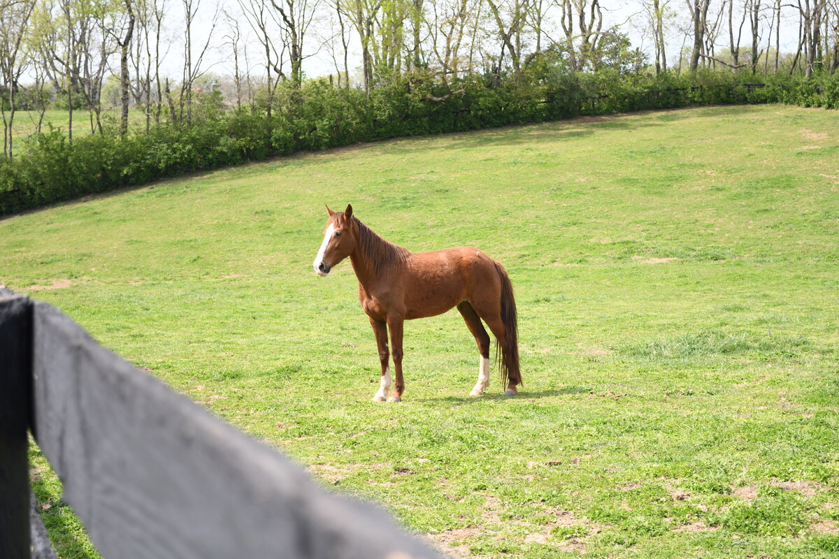 Flora, 4yo filly, 15.0hh