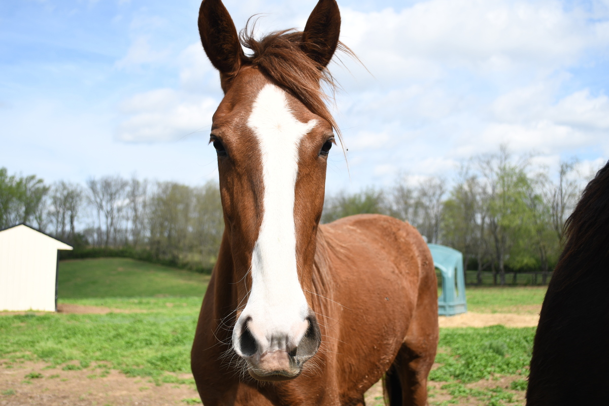 Flora, 4yo filly, 15.0hh