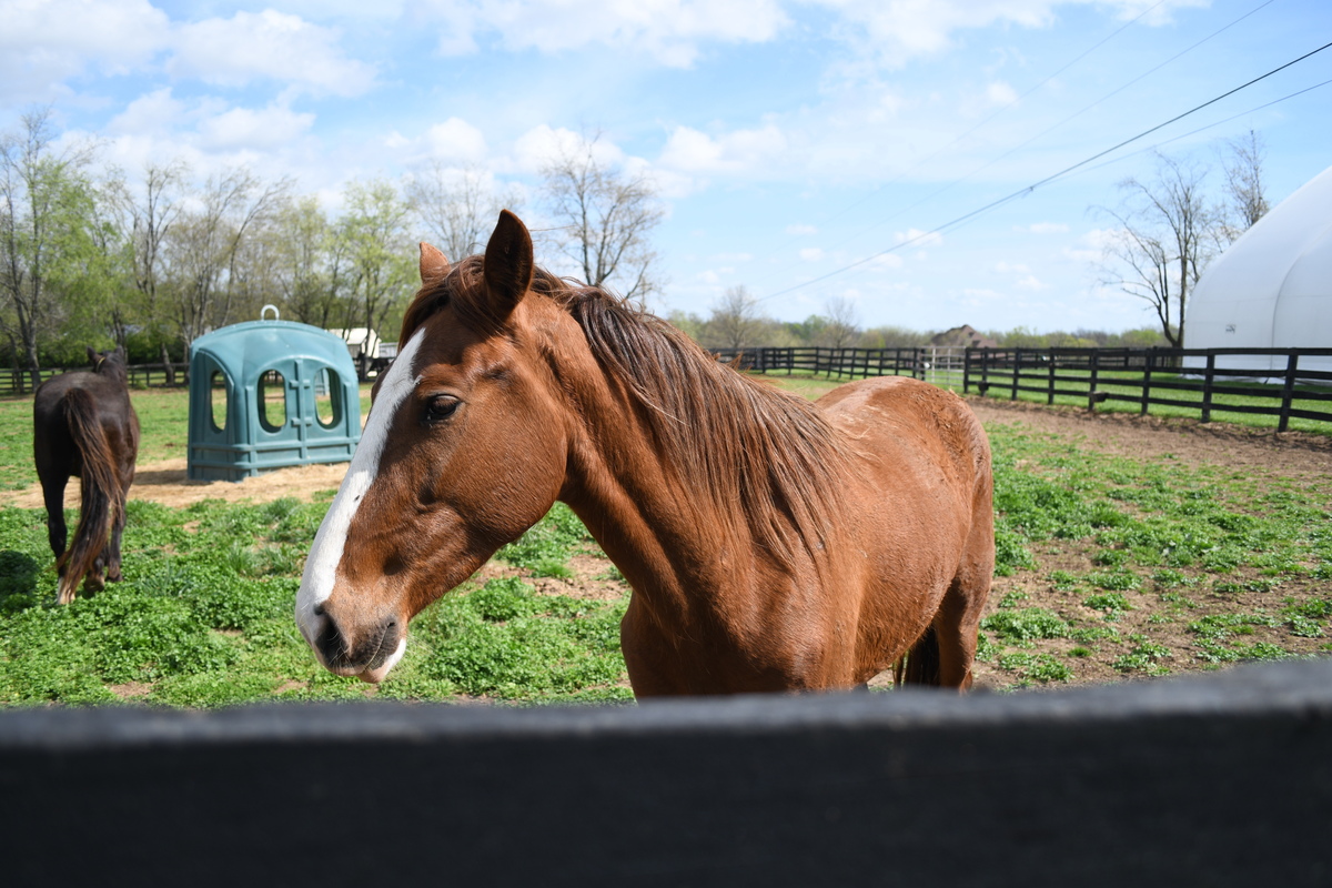 Flora, 4yo filly, 15.0hh