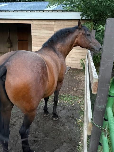 Ivan, 19yo Paso Fino gelding, 14.1hh