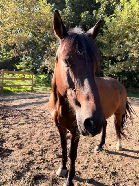 Ivan, 19yo Paso Fino gelding, 14.1hh