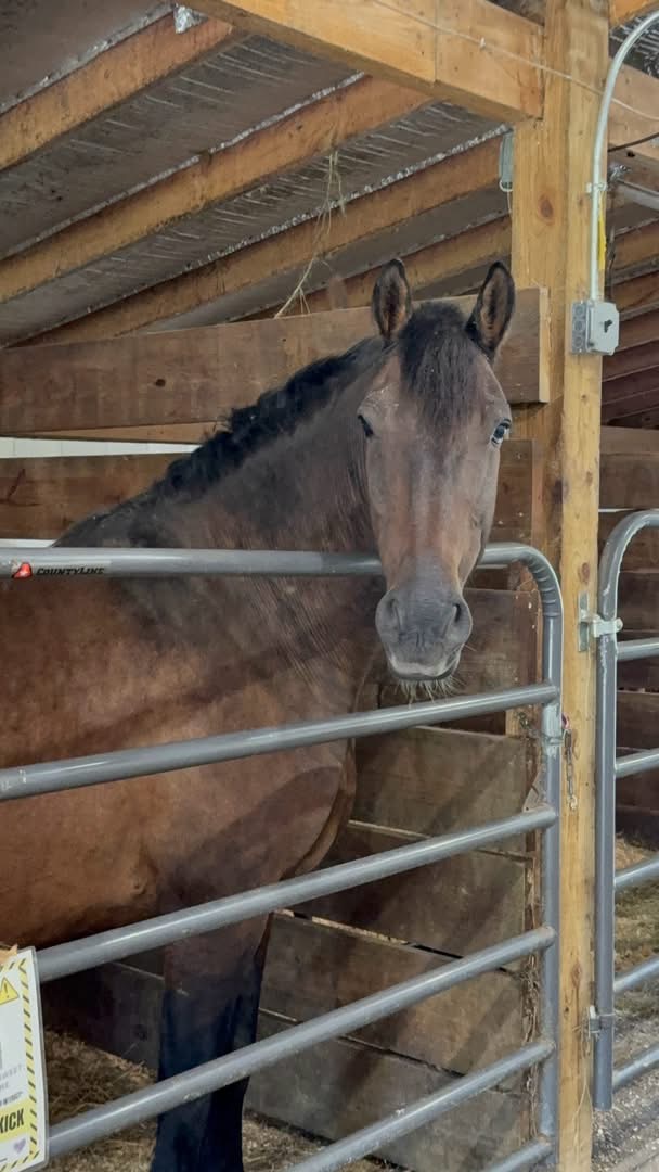 Ivan, 19yo Paso Fino gelding, 14.1hh