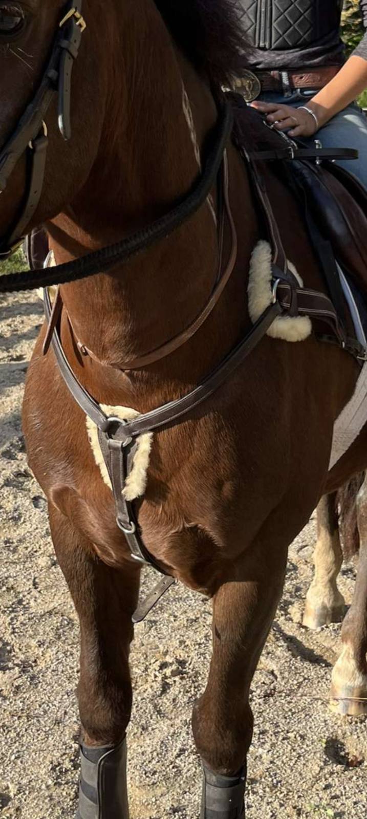 Shires Equestrian- Rossano Five Point Breastplate
