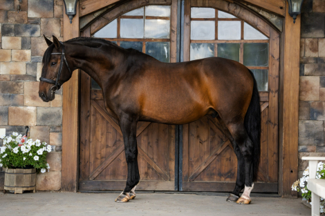 Invherno do Vouga (Indy), 14yo Lusitano gelding, 16.0hh