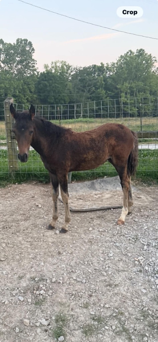 Julep, Paso Fino/Mustang filly, 14.0hh
