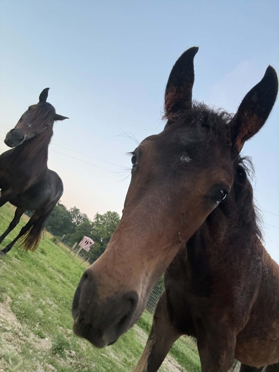 Julep, Paso Fino/Mustang filly, 14.0hh