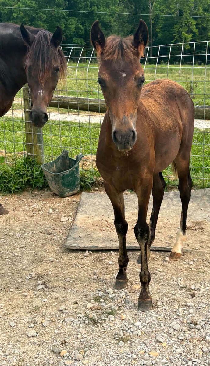 Julep, Paso Fino/Mustang filly, 14.0hh
