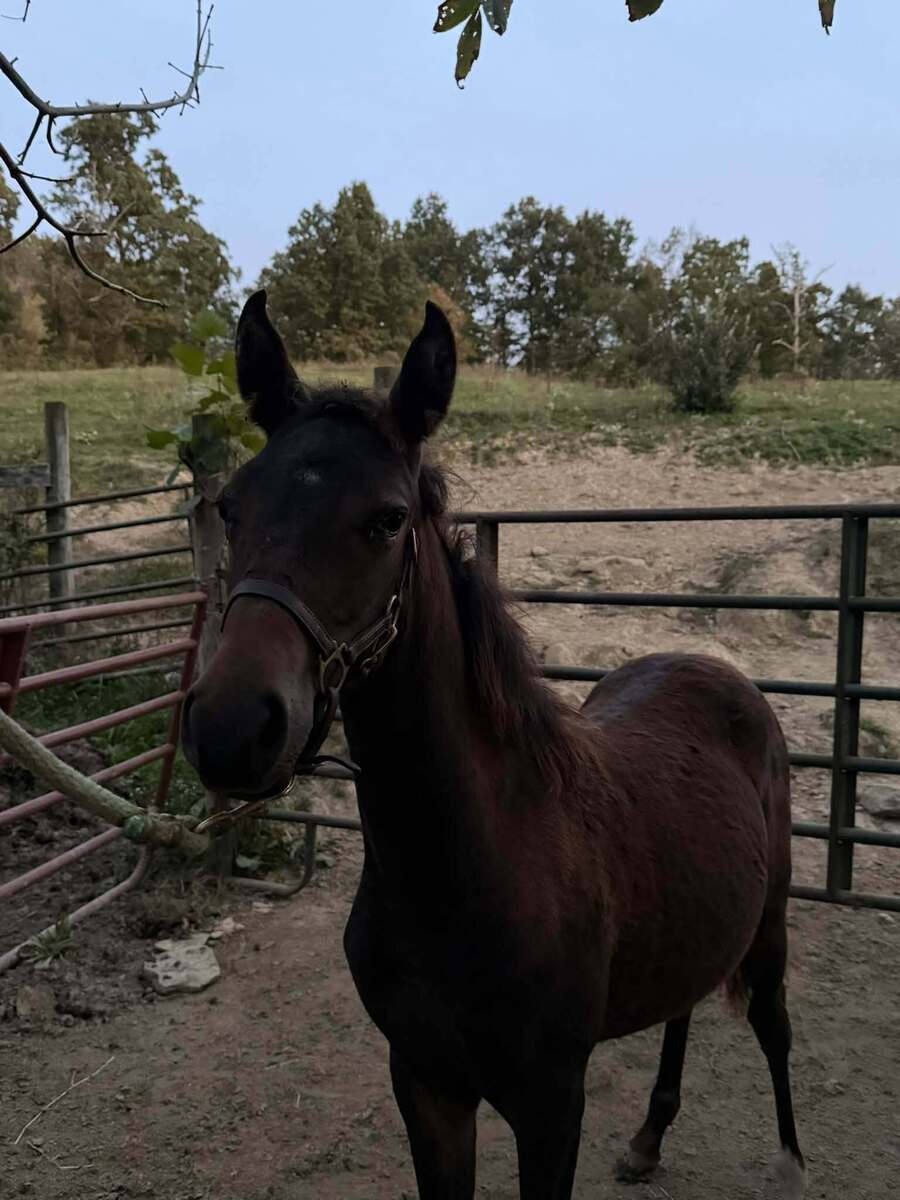 Julep, Paso Fino/Mustang filly, 14.0hh