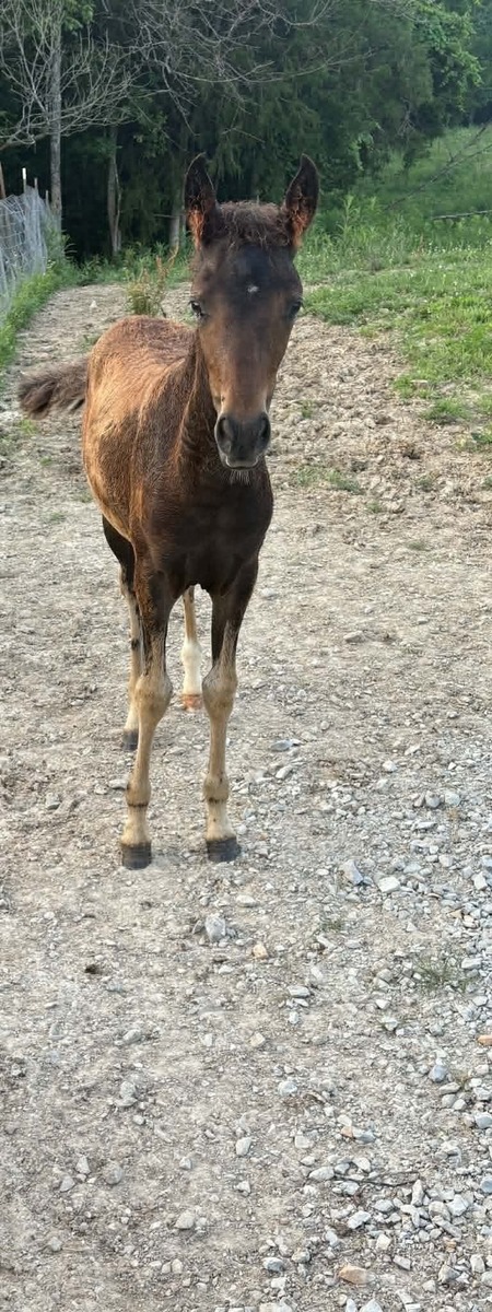 Julep, Paso Fino/Mustang filly, 14.0hh