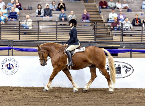 Duke, 8yo Belgian gelding, 15.3hh