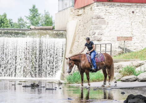 Duke, 8yo Belgian gelding, 15.3hh