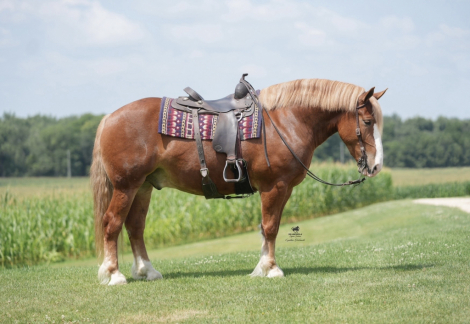 Duke, 8yo Belgian gelding, 15.3hh