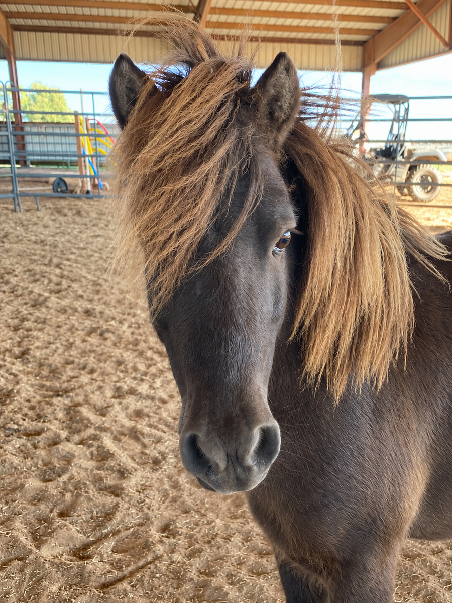 Ranger Ron - COMING SOON, 6yo Shetland Pony gelding, 9.0hh