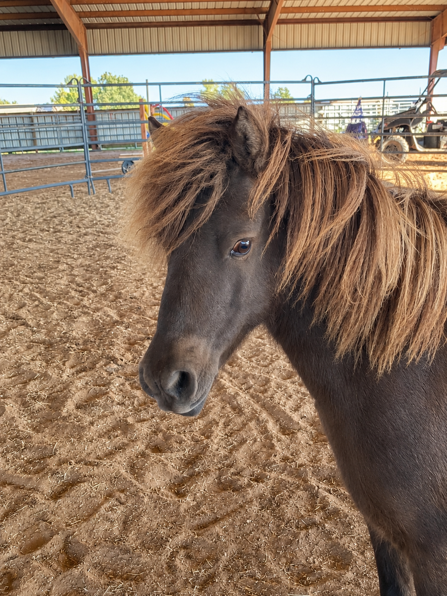 Ranger Ron - COMING SOON, 6yo Shetland Pony gelding, 9.0hh